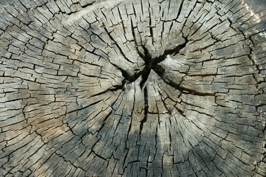 Old dried wood texture for background