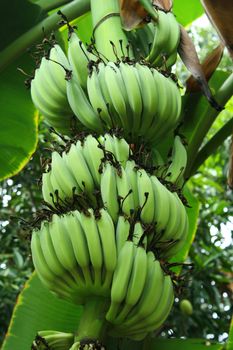 The green bananas in the garden