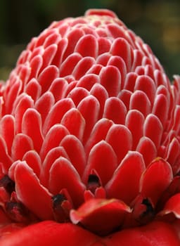 Close up of a red torch ginger