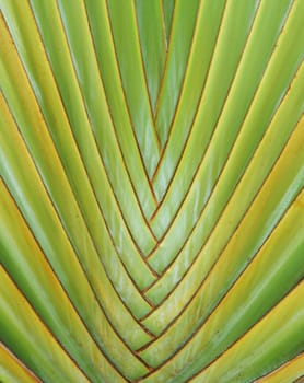 Close up of traveler palm texture