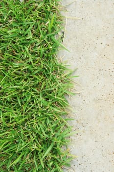 Green grass and concrete floor