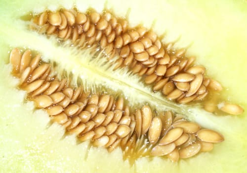 yellow melon seed