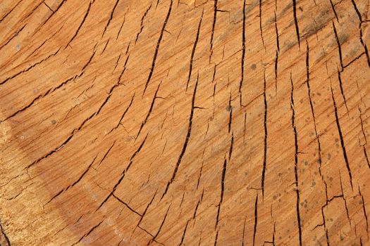 Brown closeup of wood texture