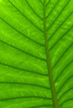 Close up green leaf texture