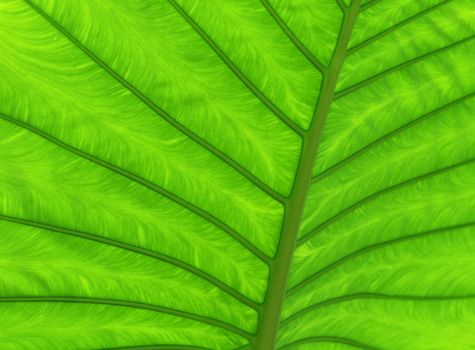 Close up green leaf texture