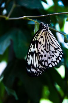 close-up of a beautiful black and white butterfly against plant background