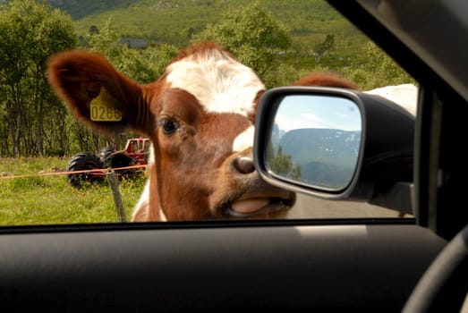 a bull looking into a car. Please note: No negative use allowed.