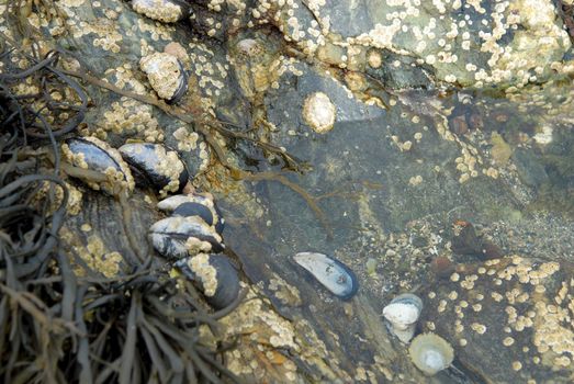 sea weed. Please note: No negative use allowed.