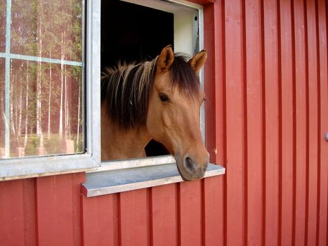 a horse is looking out of the window. Please note: No negative use allowed.