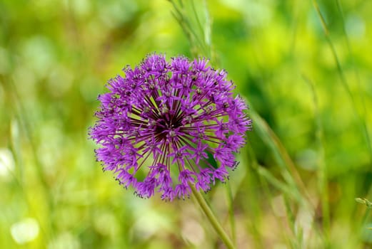 purple flower. Please note: No negative use allowed.