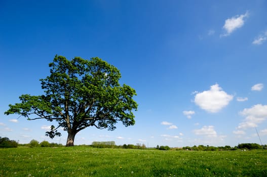 Tree on green meadow