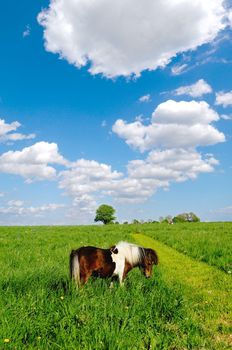Pony horse is eating green grass. The sky is blue and with white cumulus clouds.