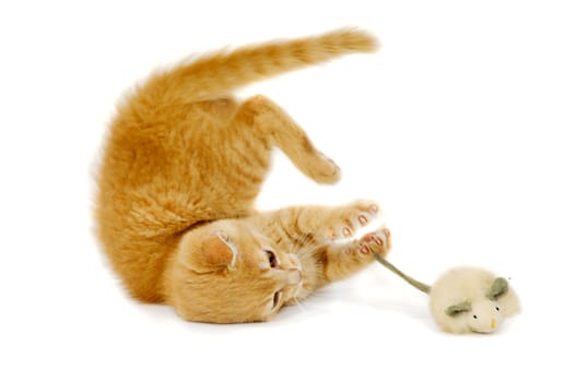 Sweet cat kitten is playing wity toy mouse