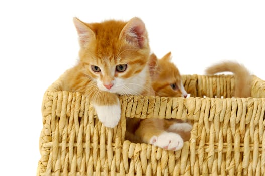 Two sweet cat kittens inside of a basket playing.