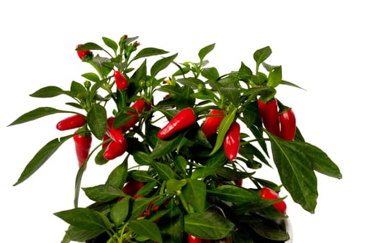 Red chilli is growing in a pot. Isolated on a white background.