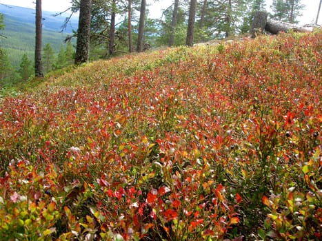 grass and flowers in the wild. Please note: No negative use allowed.