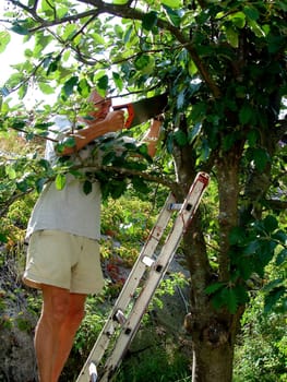 cutting the tree. Please note: No negative use allowed.