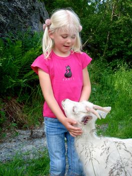 little girl playing with sheeps. Please note: No negative use allowed.