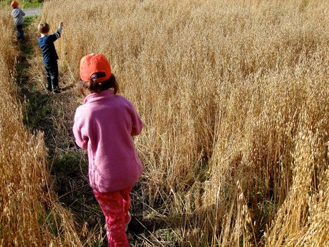 children hiking in the wheat field. Please note: No negative use allowed.