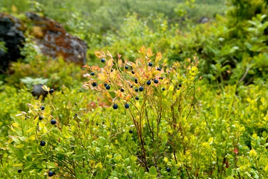 plants in the wild. Please note: No negative use allowed.