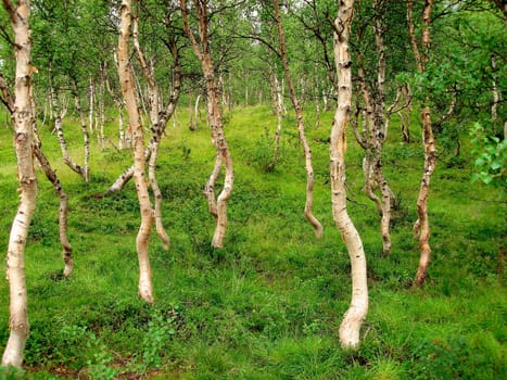 forest in Norway. Please note: No negative use allowed.