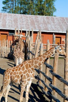 giraffes in the zoo. Please note: No negative use allowed.