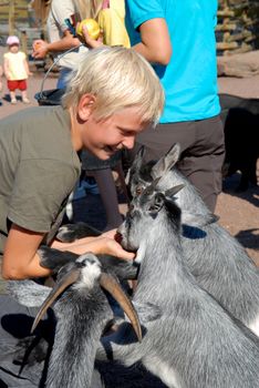 boy feeding the goats. Please note: No negative use allowed.