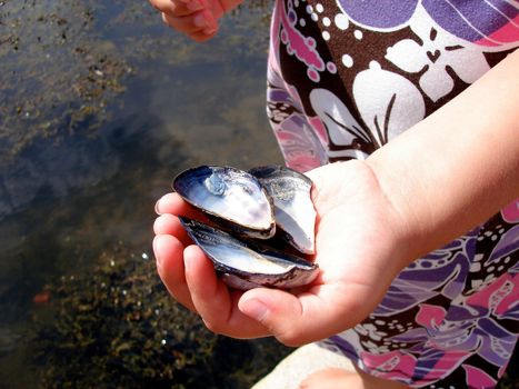 shells in child's hand. Please note: No negative use allowed.