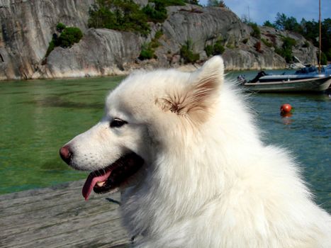 cute white dog. Please note: No negative use allowed.