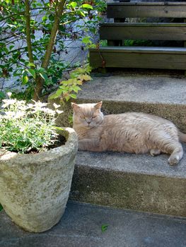 a lazy cat. Please note: No negative use allowed.