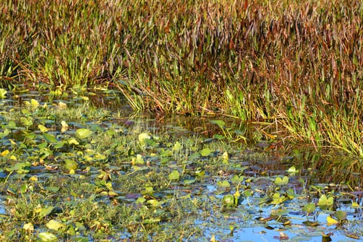 Wetland vegetation background from central Florida.