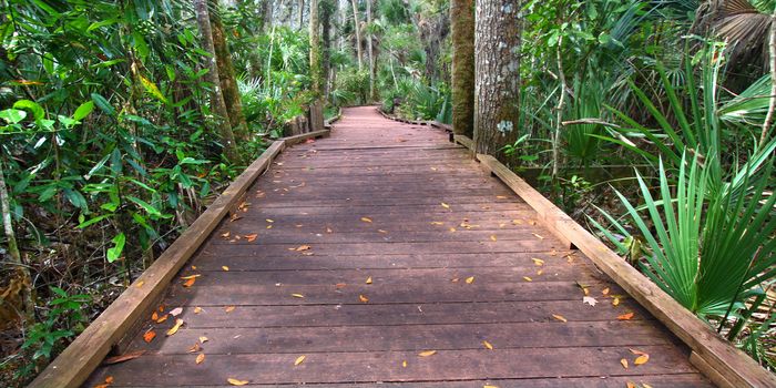 Boardwalk through the wet forest of Wekiwa Springs State Park in Florida.