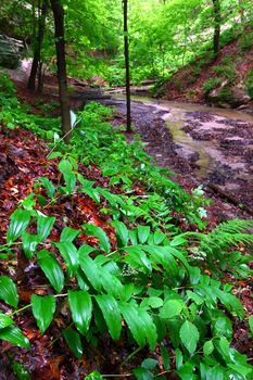 Lush vegetation grows quickly with spring rains at Starved Rock State Park.