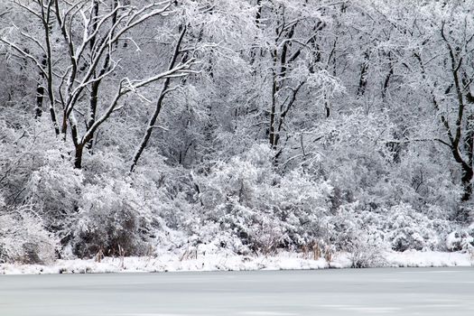 Freshly fallen snow on Pierce Lake at Rock Cut State Park - Illinois.