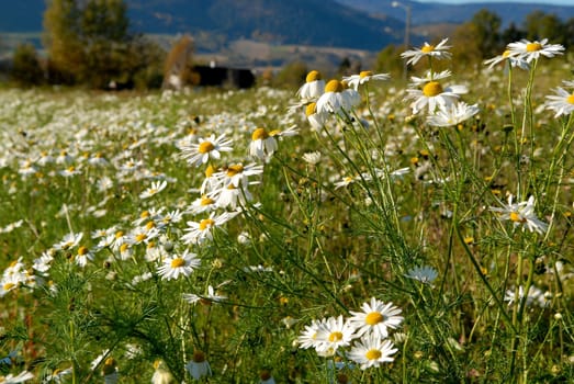 blossom flowers in the wild. Please note: No negative use allowed.