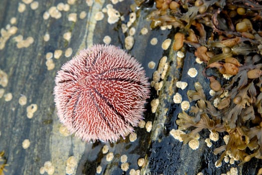 sea urchin. Please note: No negative use allowed.