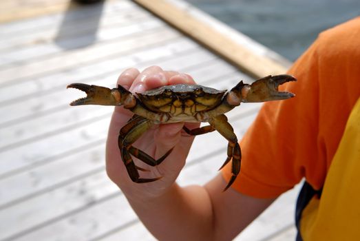 got a big crab. Please note: No negative use allowed.