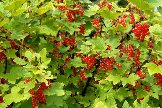 cherries on the tree. Please note: No negative use allowed.. Please note: No negative use allowed.