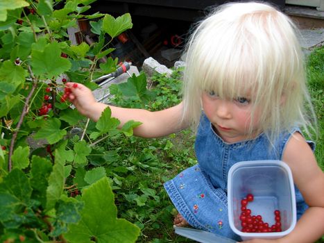 girl picking the cherries. Please note: No negative use allowed.