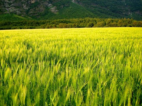 green wheat field. Please note: No negative use allowed.