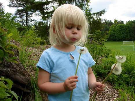 girl blowing the Dandelion. Please note: No negative use allowed.