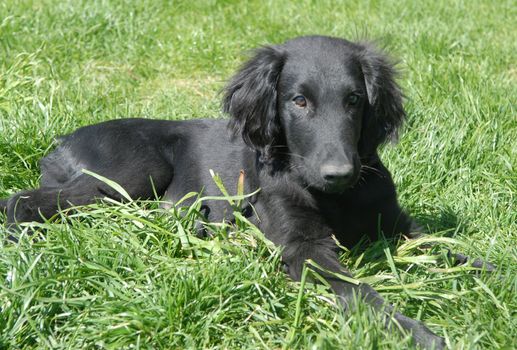 black dog. Please note: No negative use allowed.