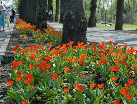 Flowers in the park. Frognerparken, Norway. Please note: No negative use allowed.