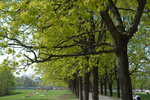 avenue with trees. Please note: No negative use allowed.