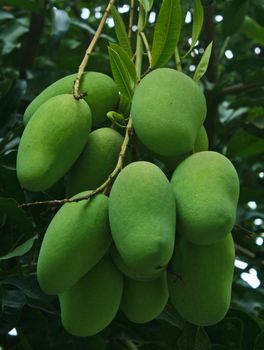 Green mangoes on the tree