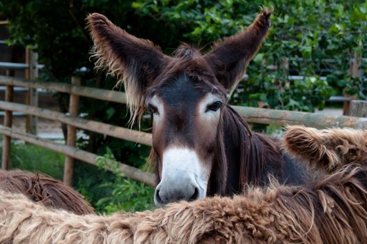 Two rare poitou donkeys on a farm in Germany