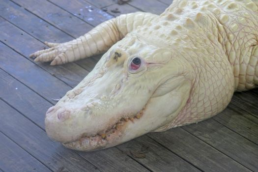 A close-up of a  white alligator laying on wood