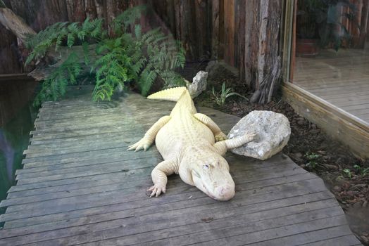 A white alligator laying on wood with hand on rock