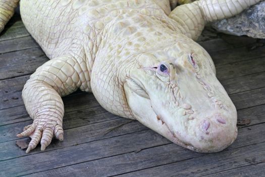 A close-up of a white alligator laying on wood