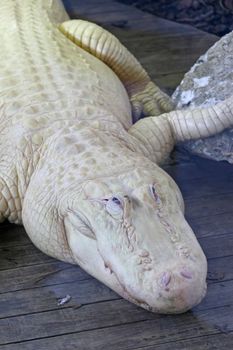 A close-up of a white alligator laying on wood.